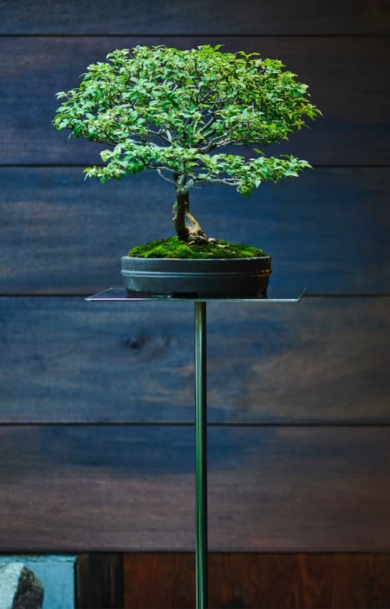 雰囲気を醸す盆栽
